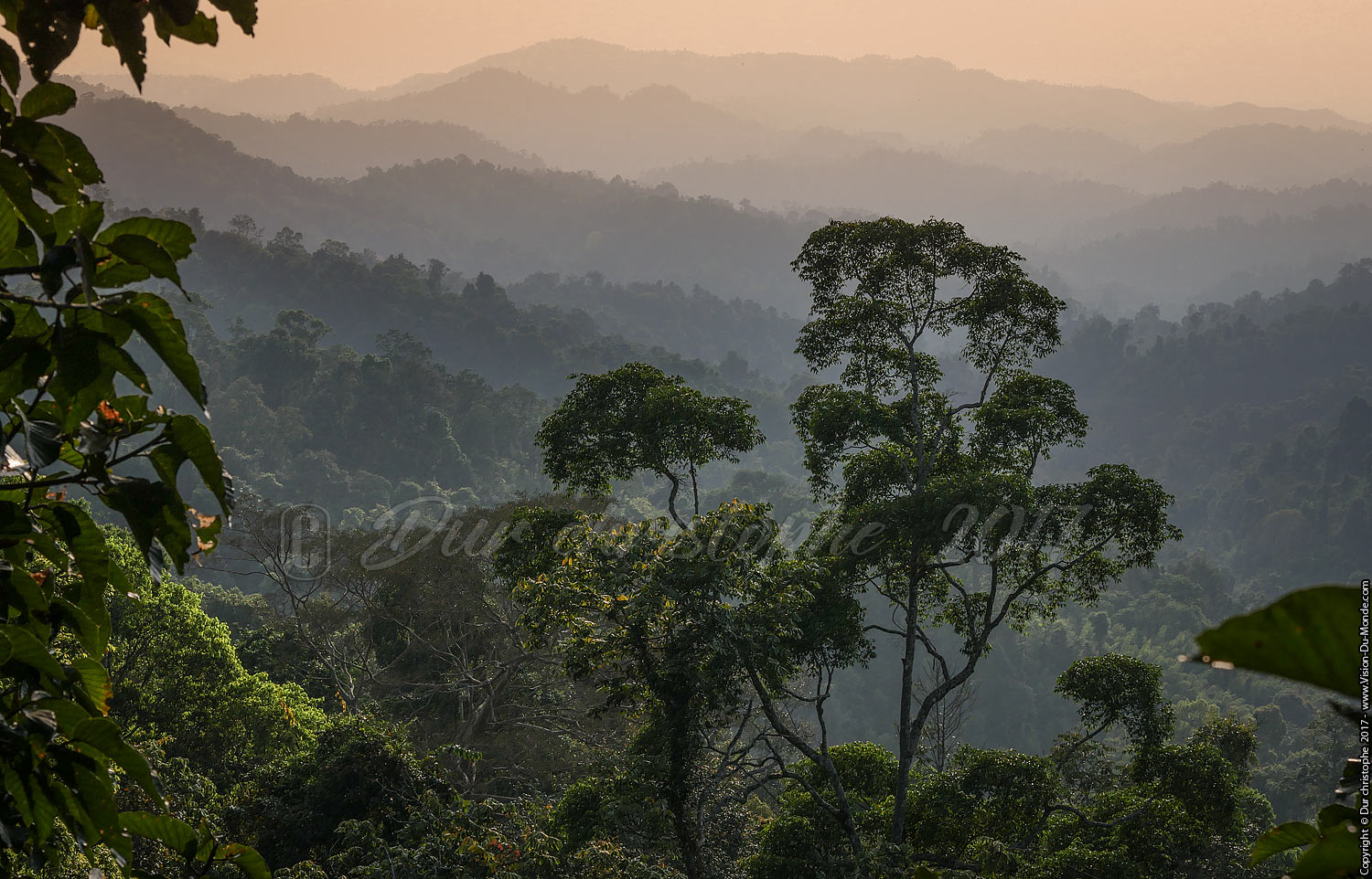 Jungle - LAOS
