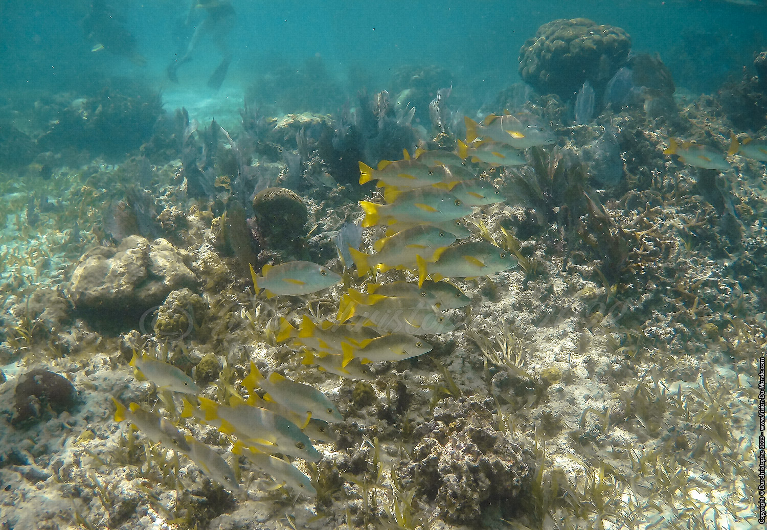 île de Caye Caulker -Belize 2023
