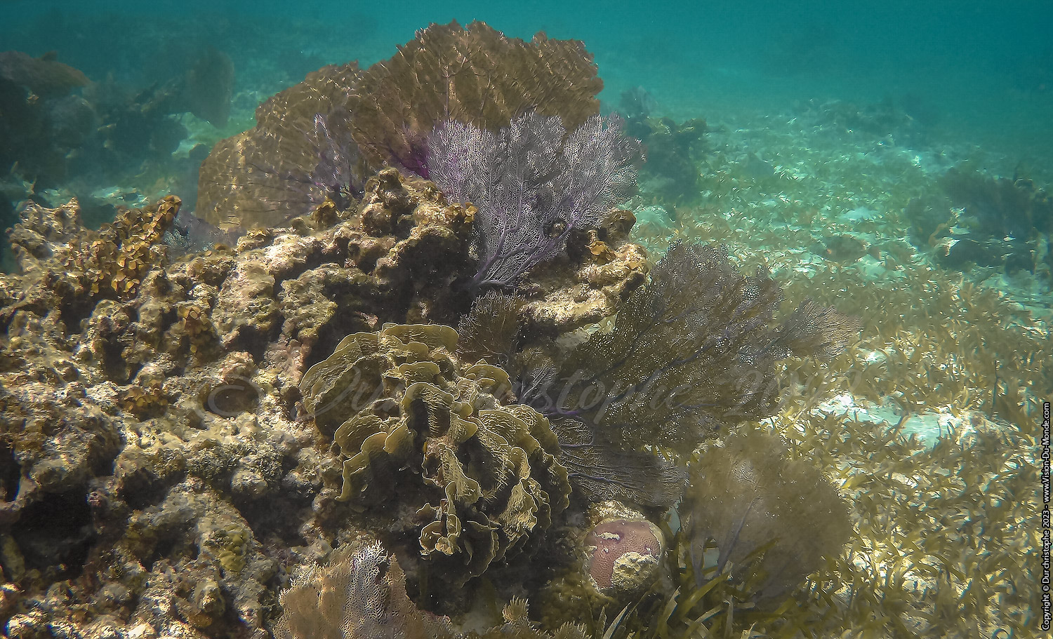 île de Caye Caulker -Belize 2023