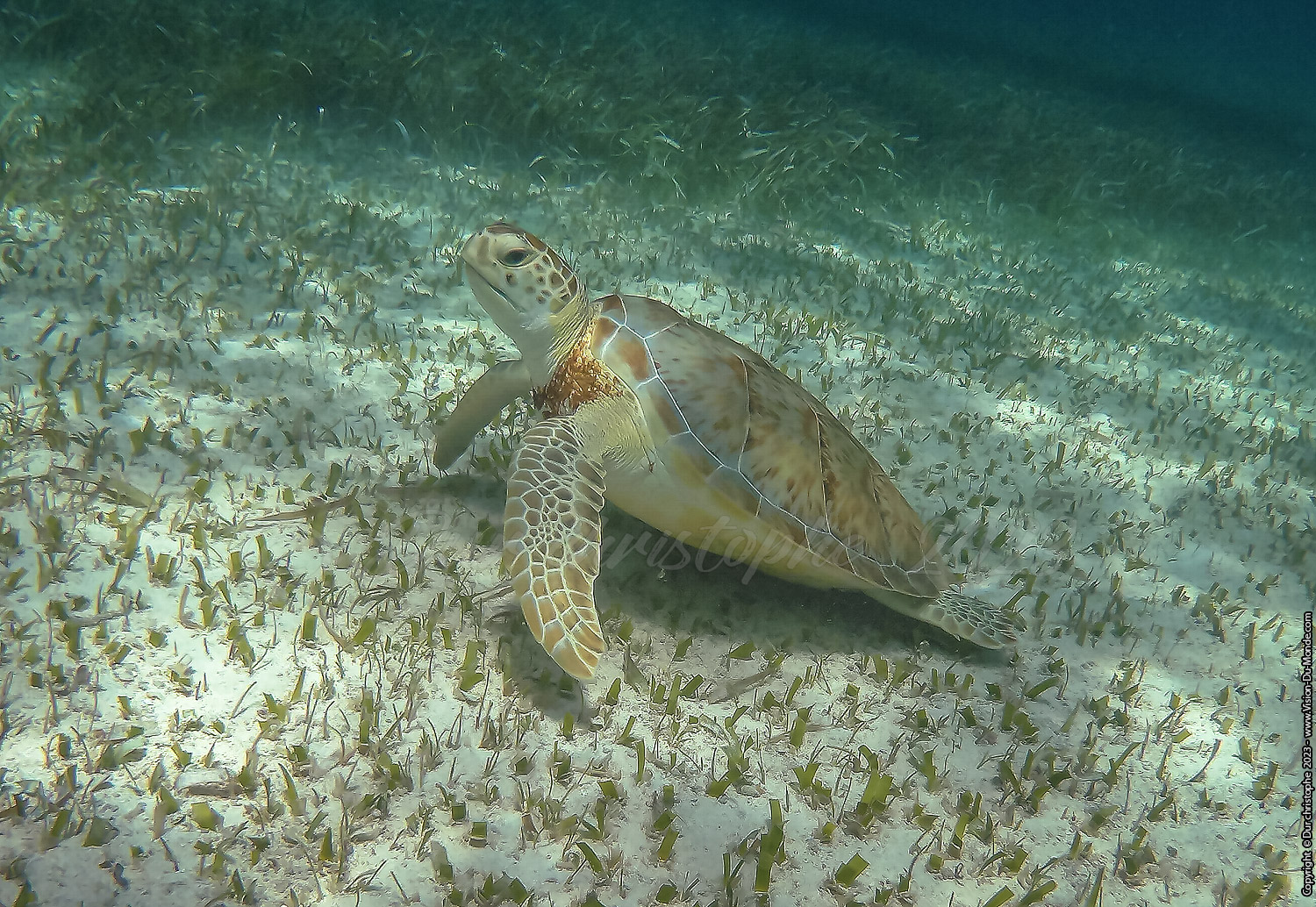 île de Caye Caulker -Belize 2023