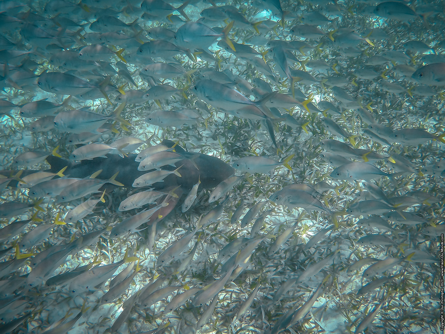 île de Caye Caulker -Belize 2023