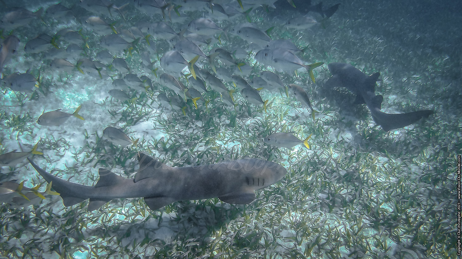 île de Caye Caulker -Belize 2023
