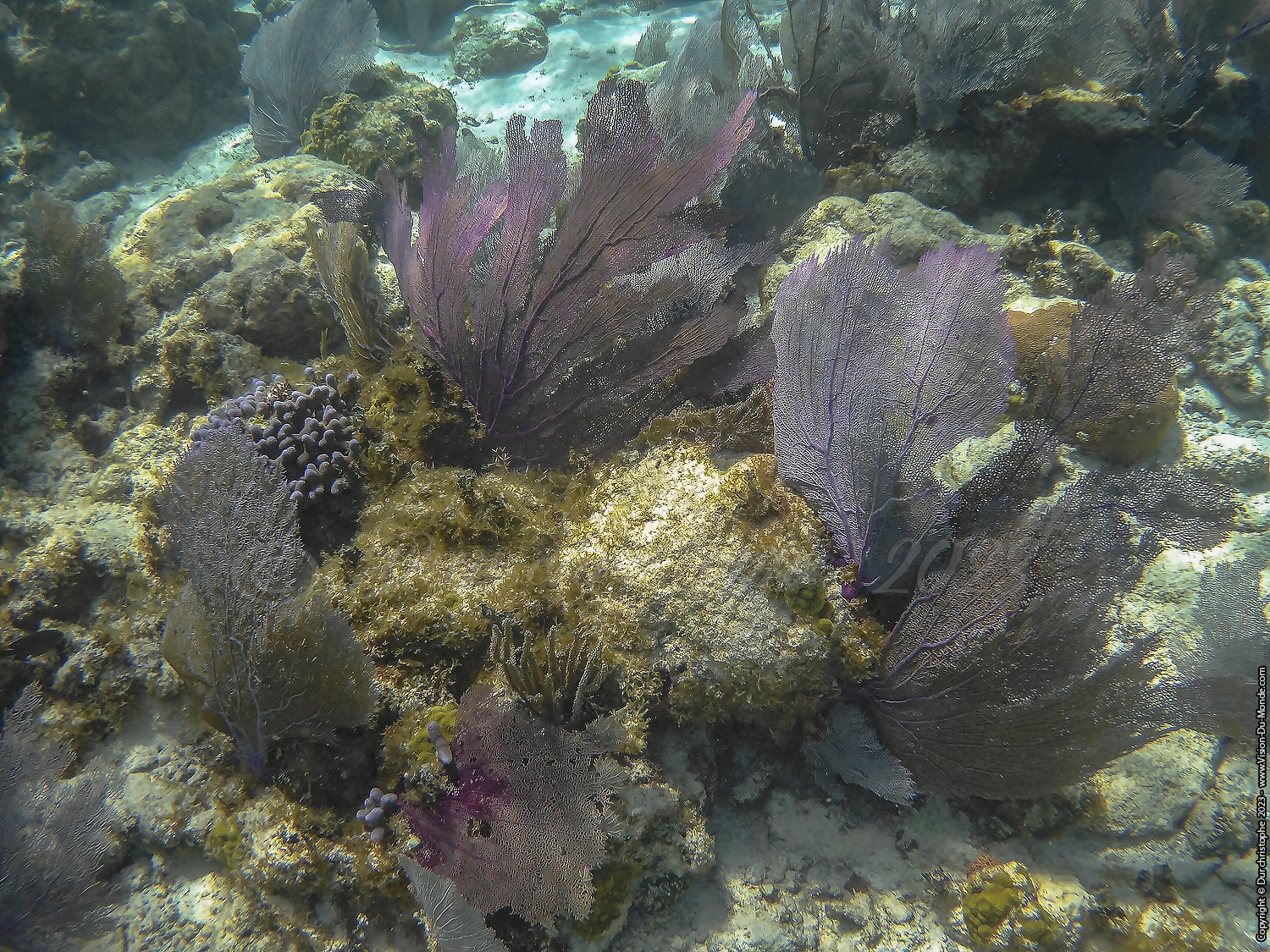 île de Caye Caulker -Belize 2023