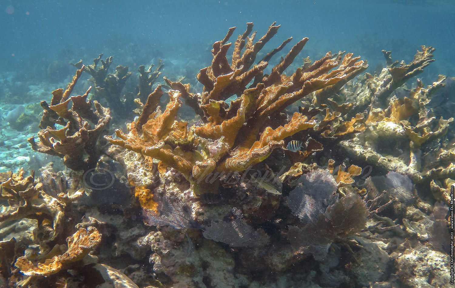 île de Caye Caulker -Belize 2023