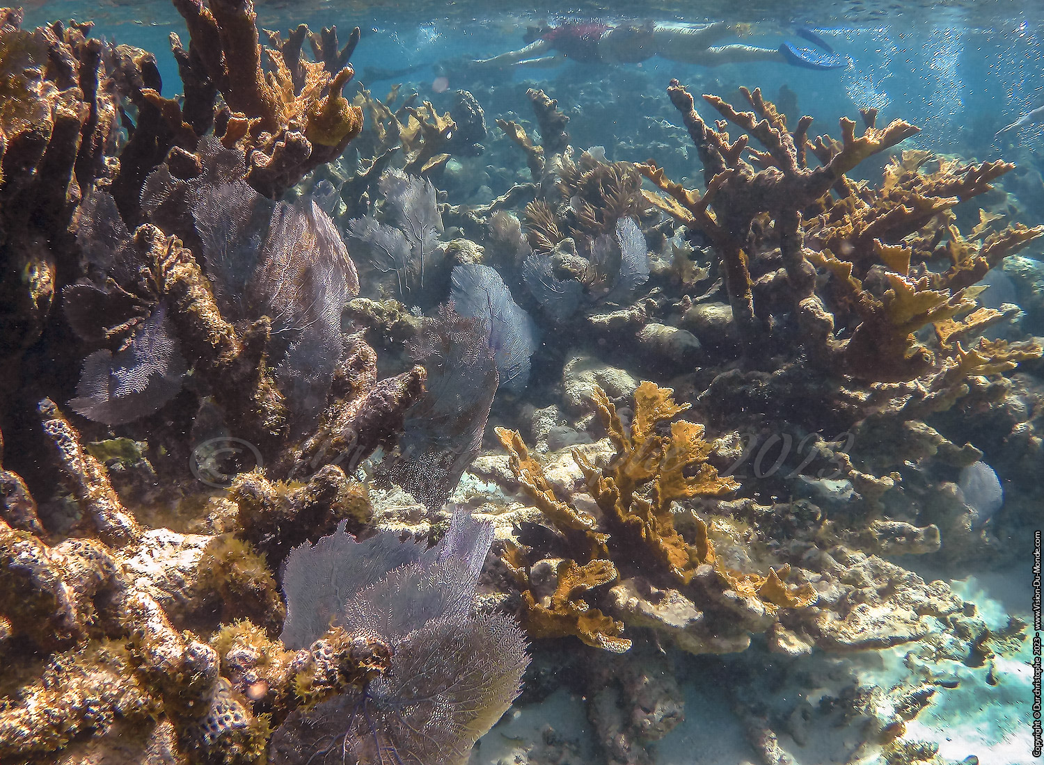 île de Caye Caulker -Belize 2023