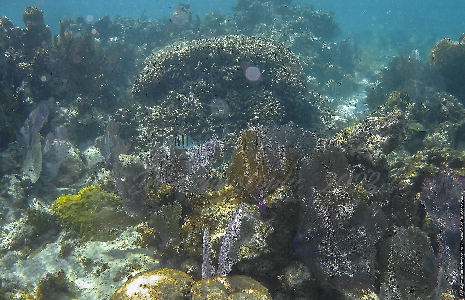 île de Caye Caulker -Belize 2023