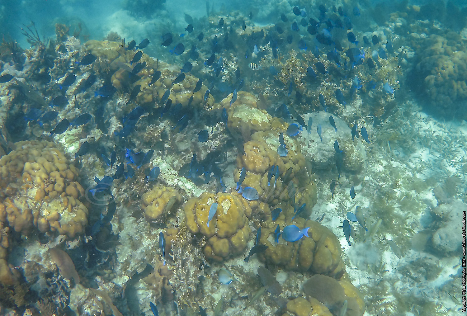 île de Caye Caulker -Belize 2023