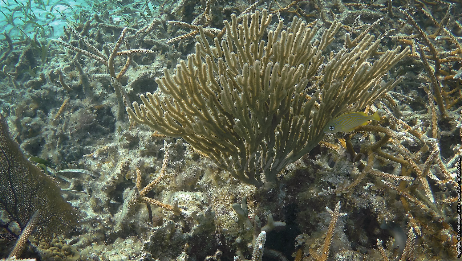 île de Caye Caulker -Belize 2023