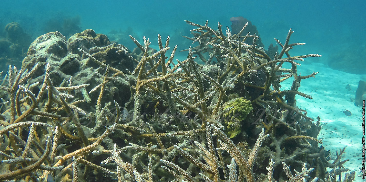 île de Caye Caulker -Belize 2023