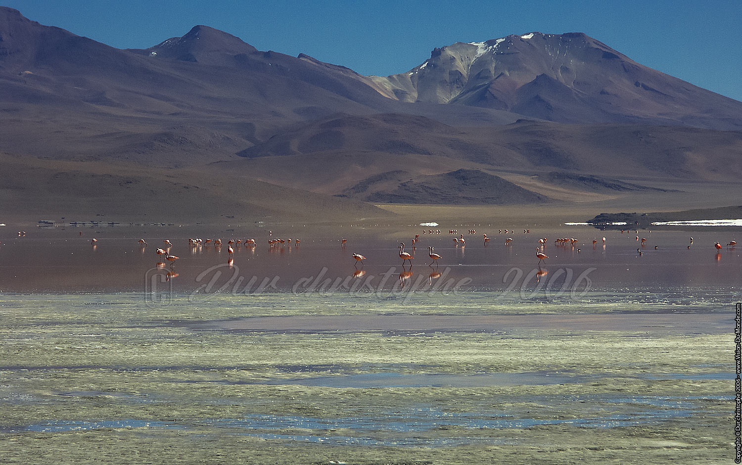 Flamants roses - 2006