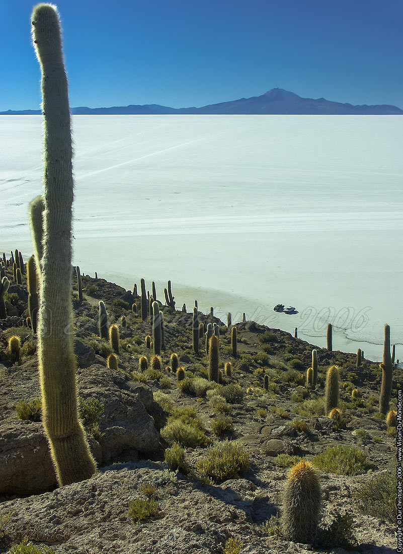 Isla del Pescado - Salar Uyuni - 2006