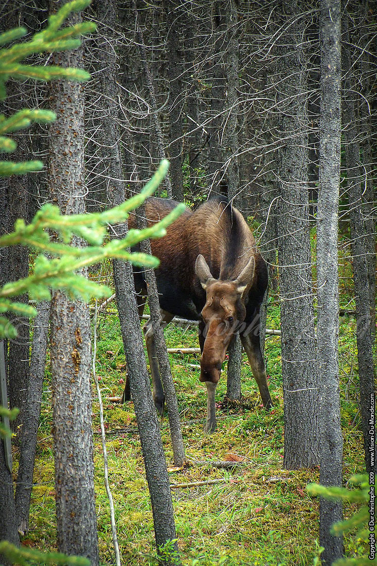 Banff National Parc - 2009