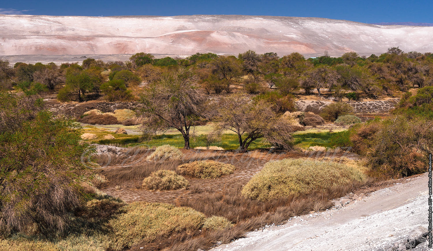 L'oasis - Désert d'Atacama