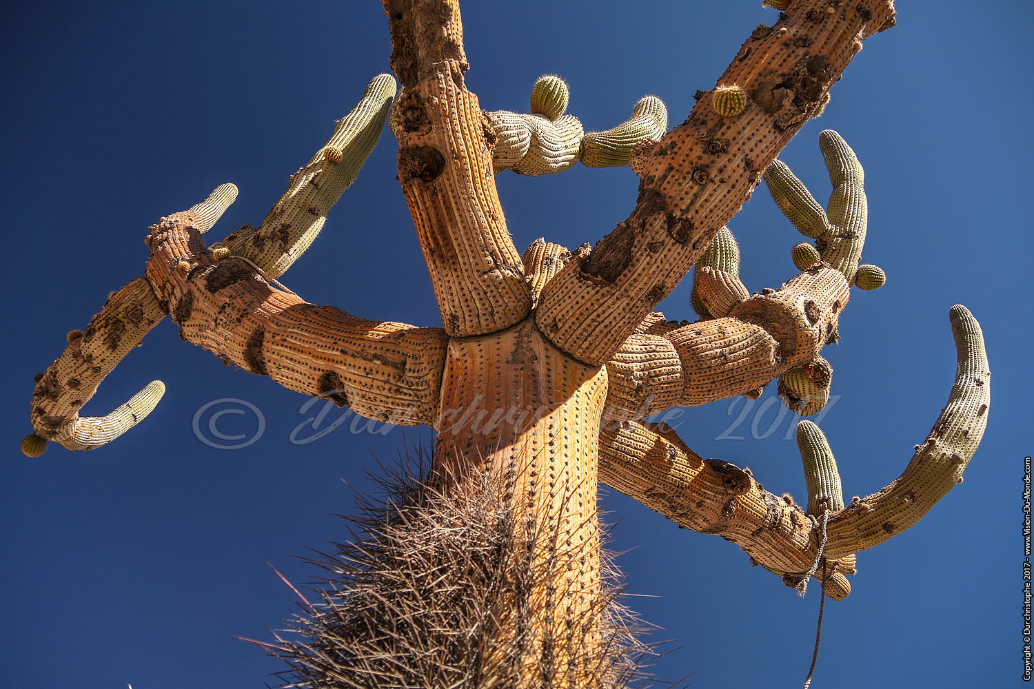 Cactus