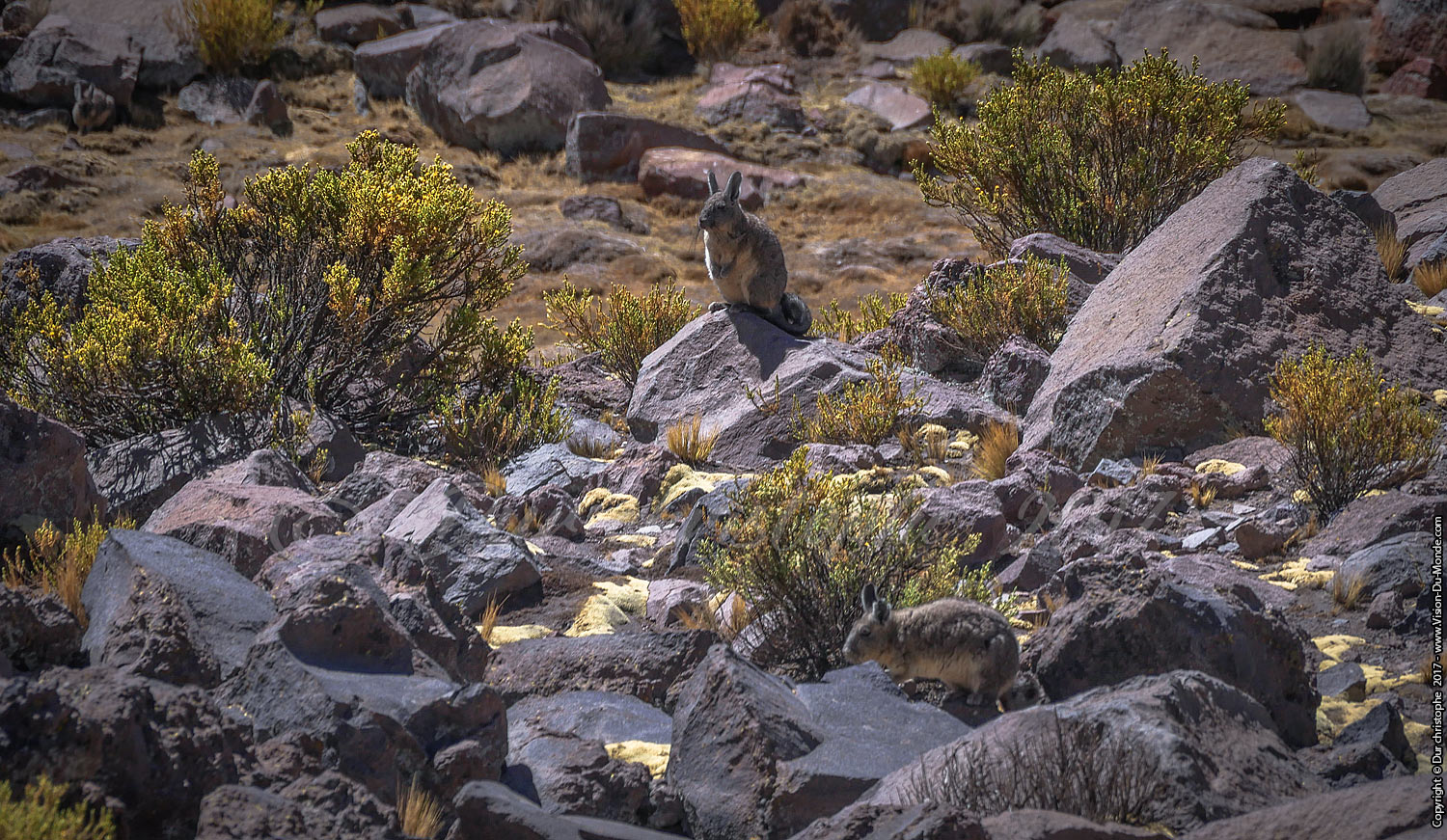 Parc National Lauca