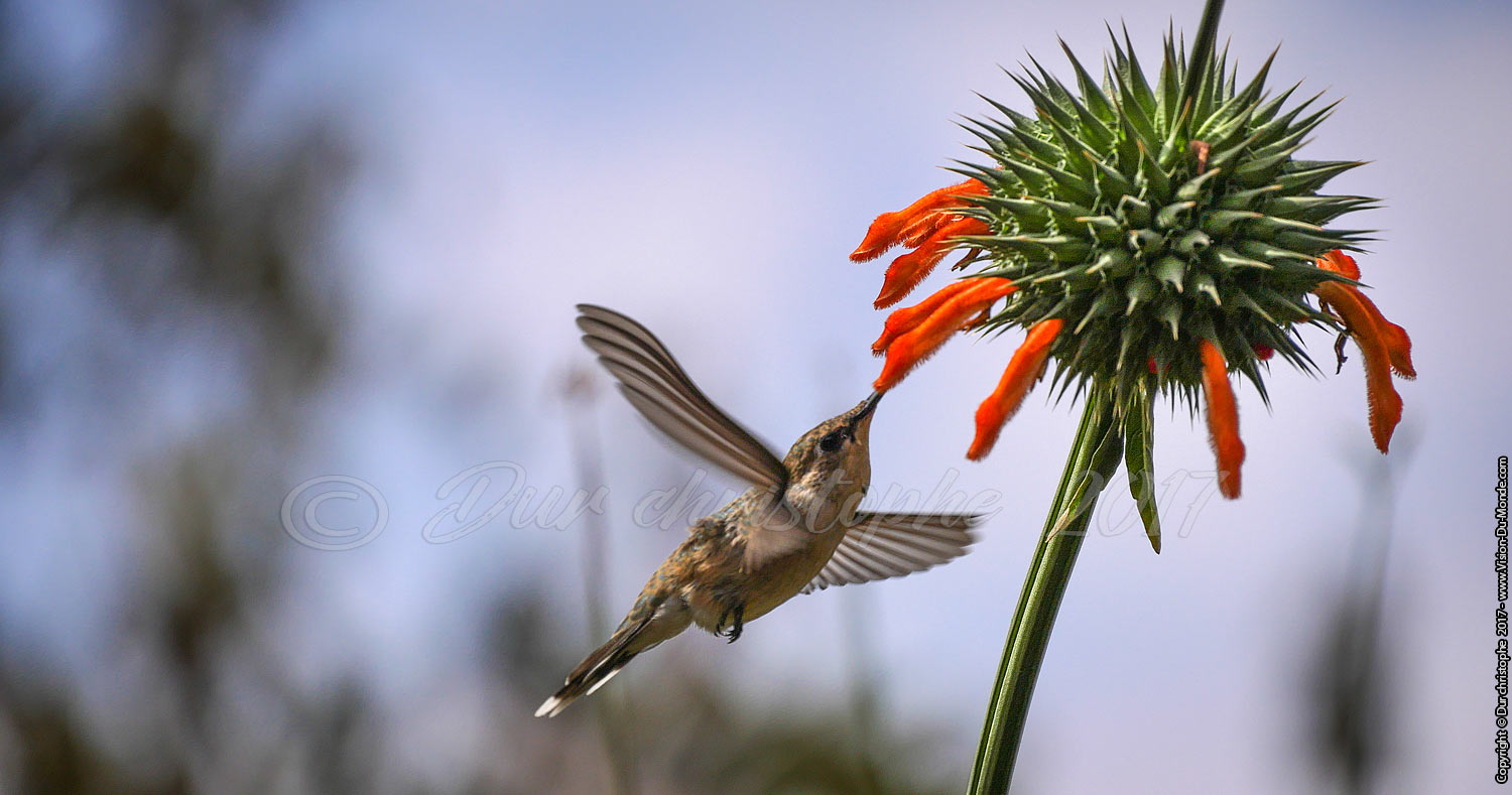 Colibri - Oasis vallée de Azapa