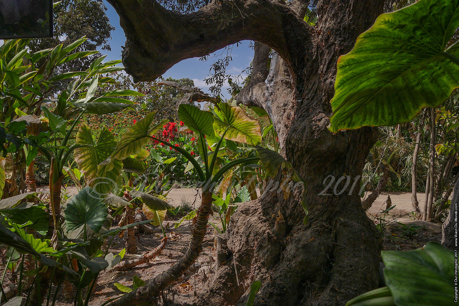 Oasis vallée de Azapa