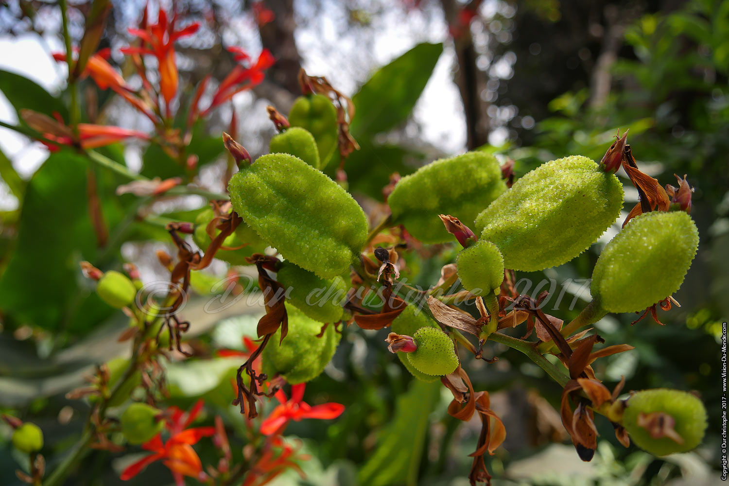 Oasis vallée de Azapa