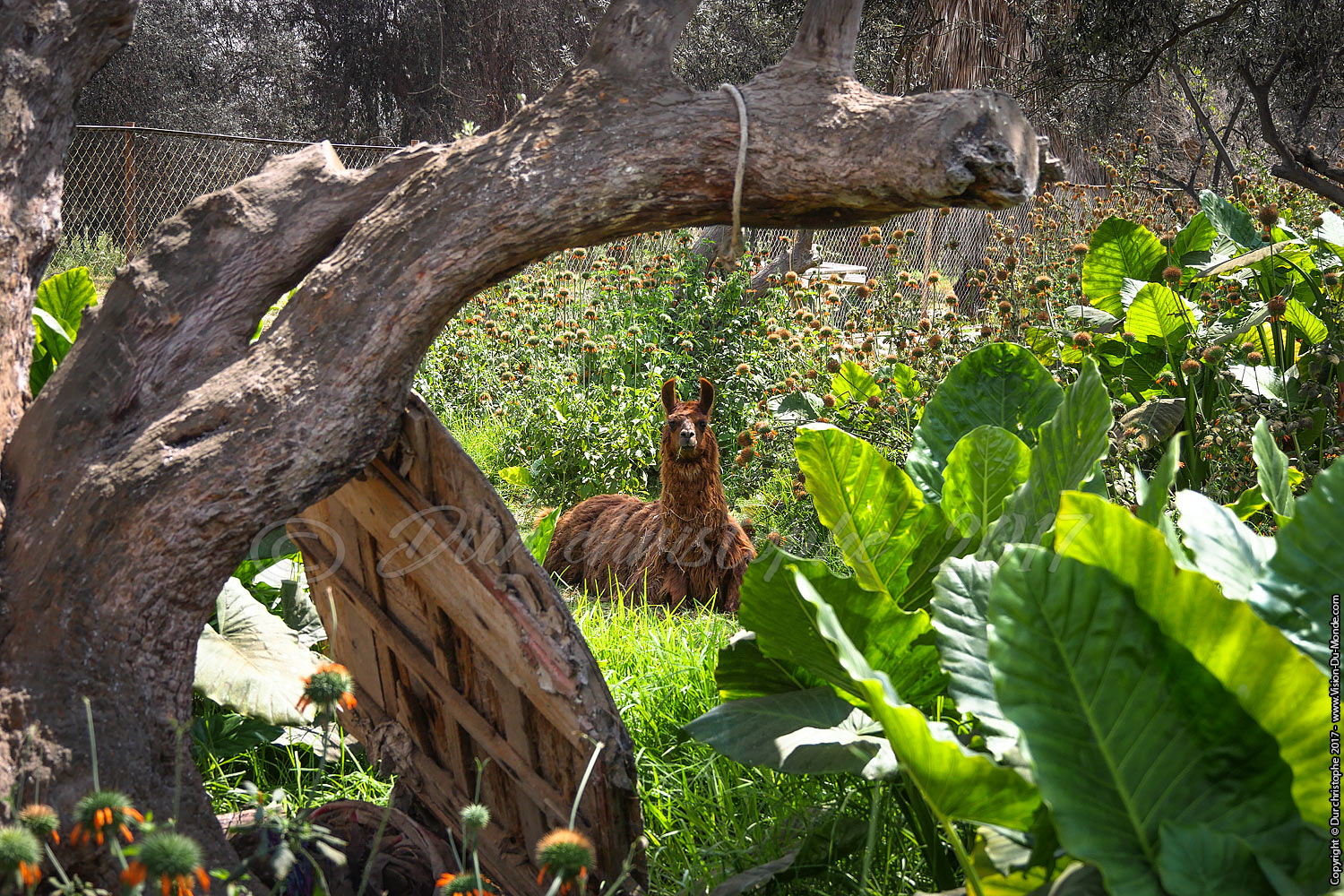Oasis vallée de Azapa