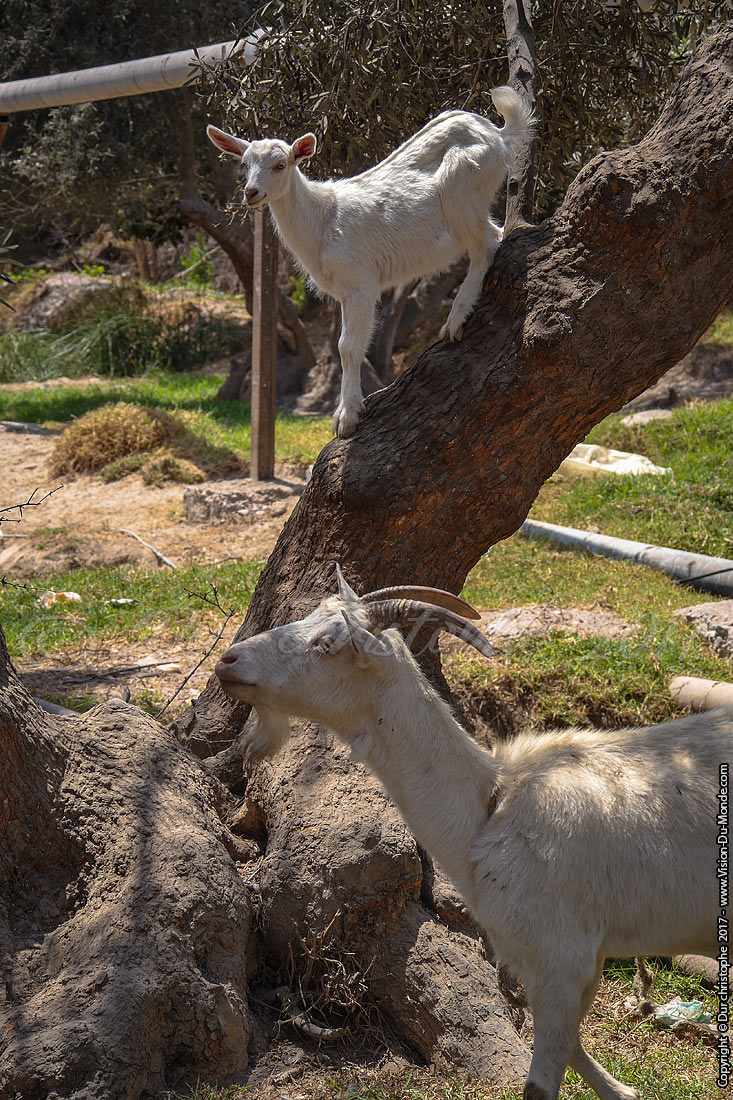 Oasis vallée de Azapa