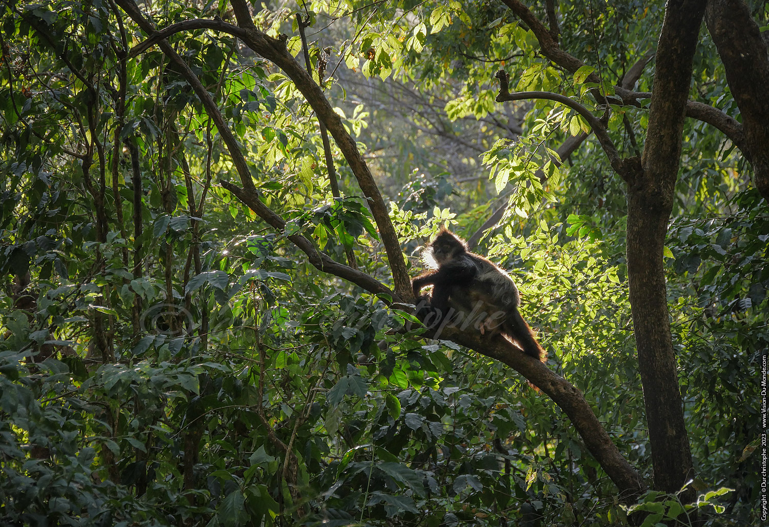 Singe araignée - Reserve Lac Atitlan