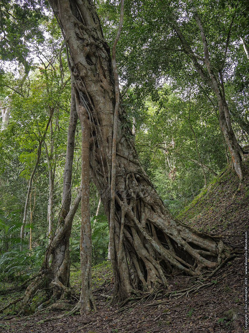 Yaxha