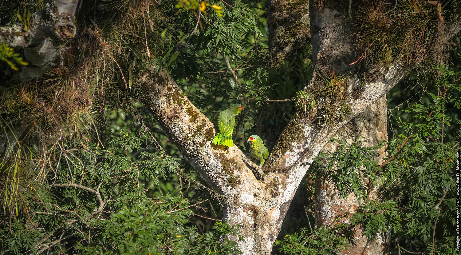 Tikal
