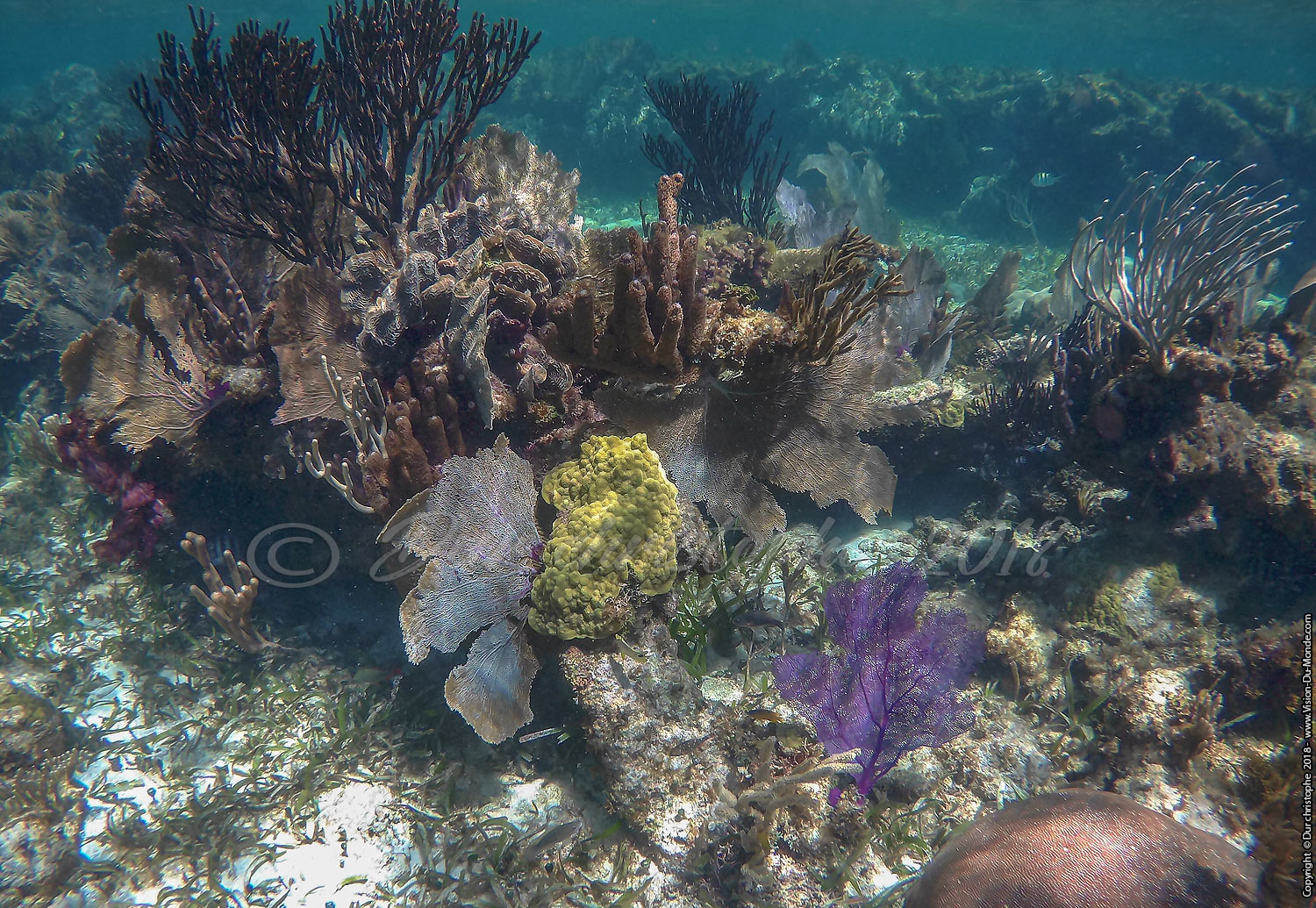Puerto Morelos