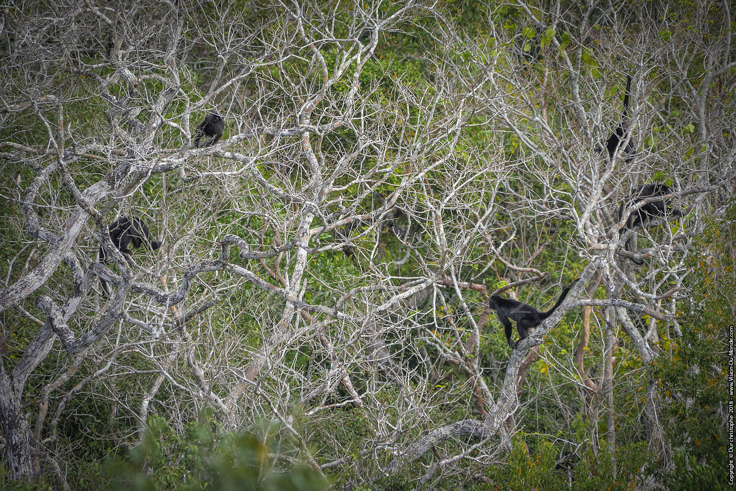 Singes hurleurs - Calakmul