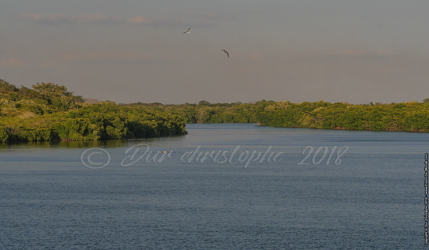 Mangrove