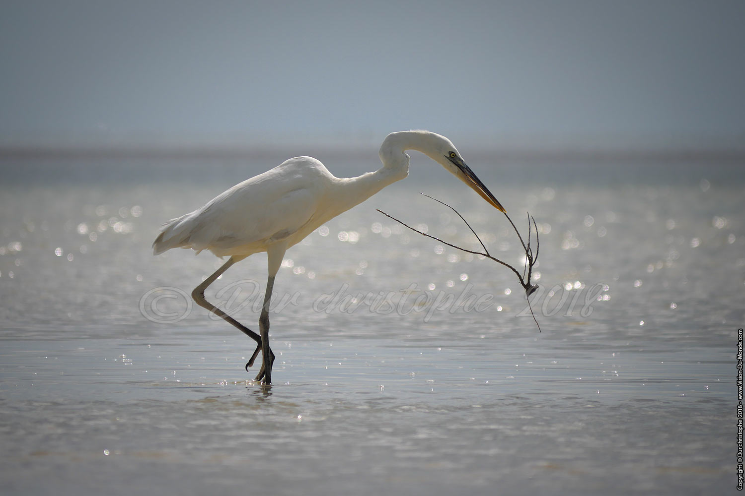 Holbox