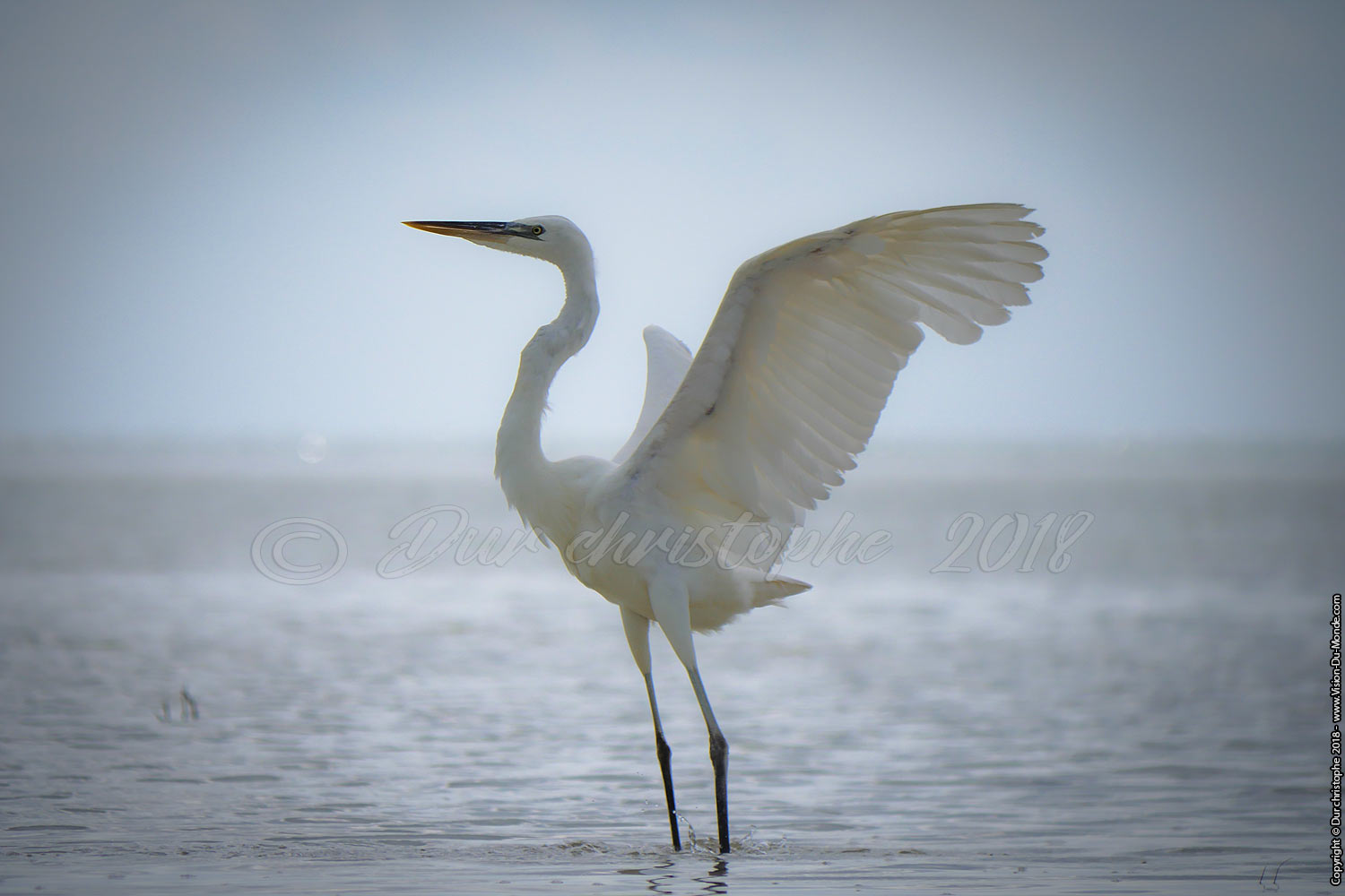 Holbox