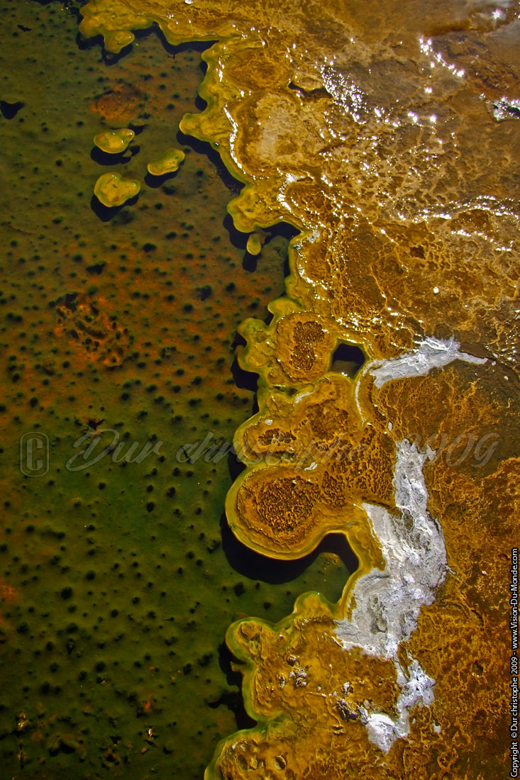 Parc National de Yellostone - 2009