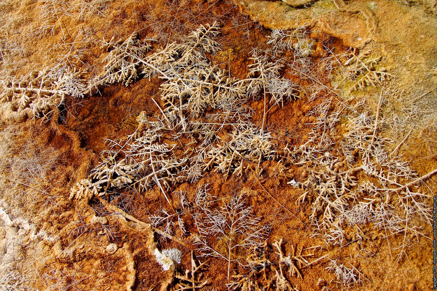 Parc National de Yellostone - 2009