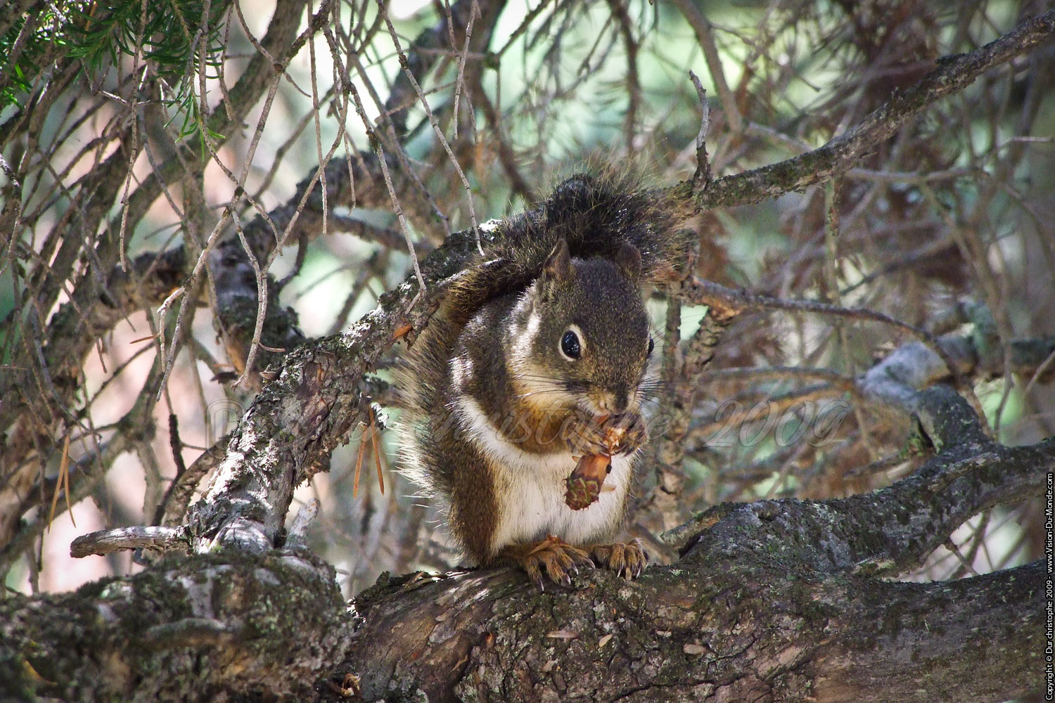 Parc National de Yellostone - 2009