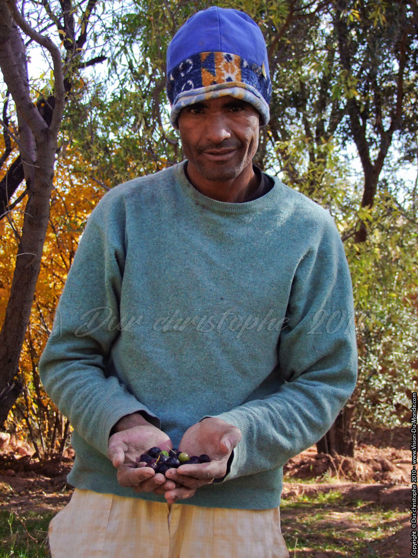 Le cueilleur d'olives - 2010