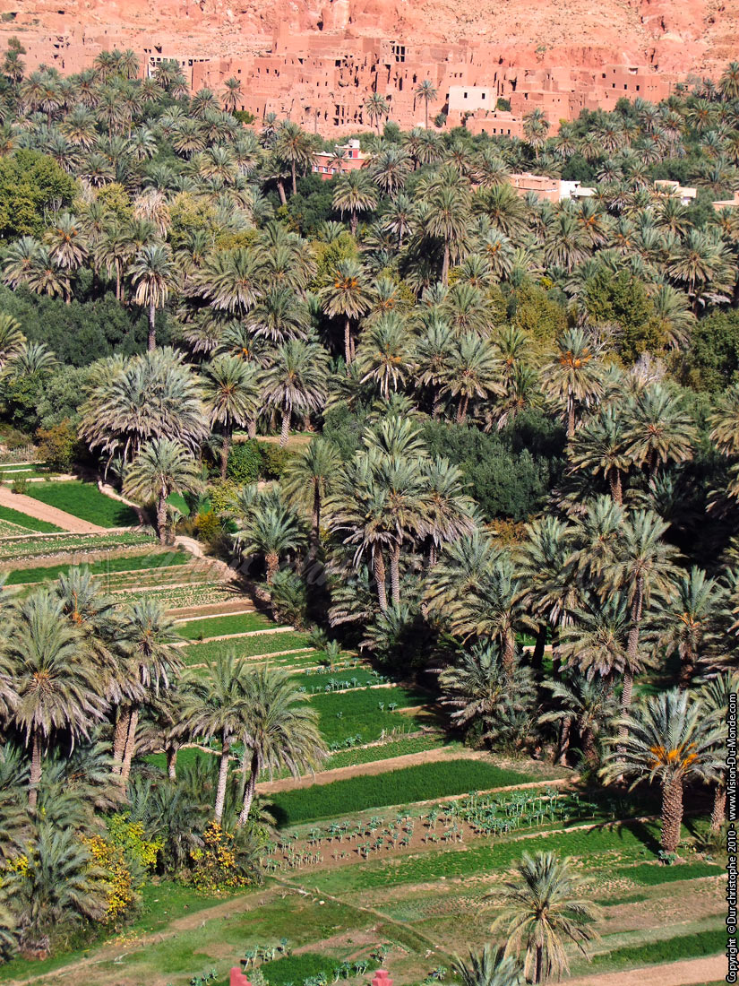 Palmeraie de Tinghir - 2010