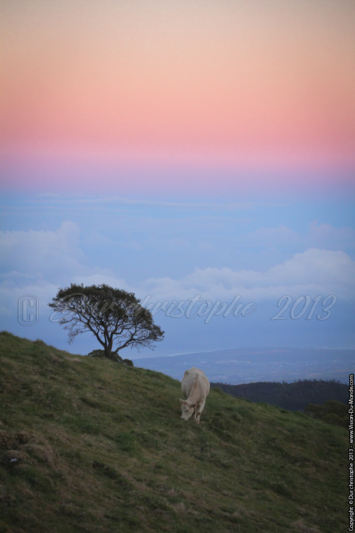 Vache au lever de soleil - 2013