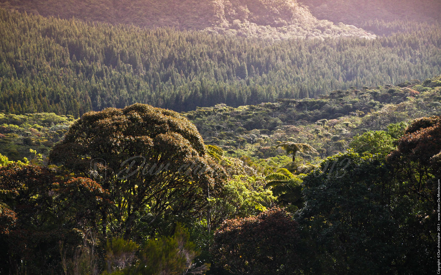 La route Forestière - 2013