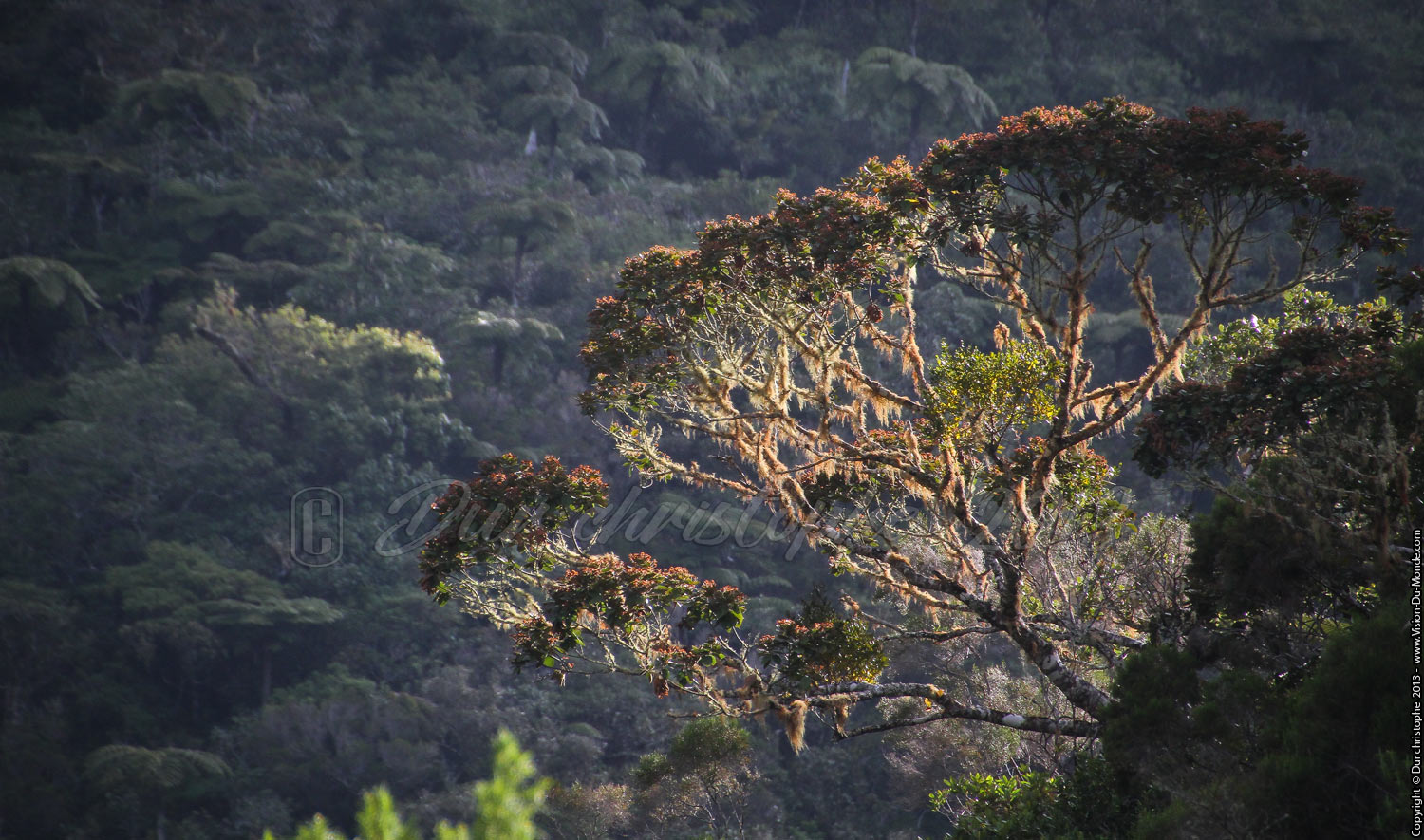 La route Forestière - 2013