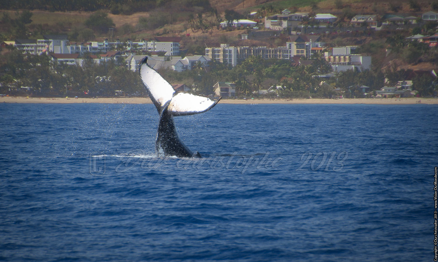 Le plongeon de la baleine - Saint Gilles - 2013