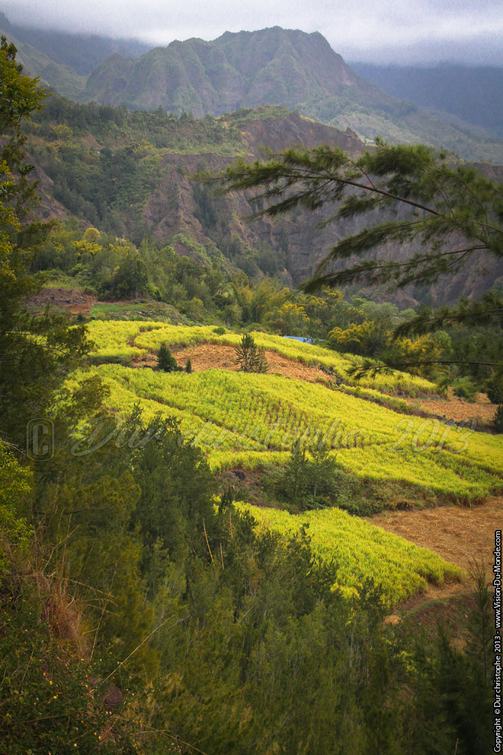 Champ de canne à sucre - Cirque de Salazie - 2013