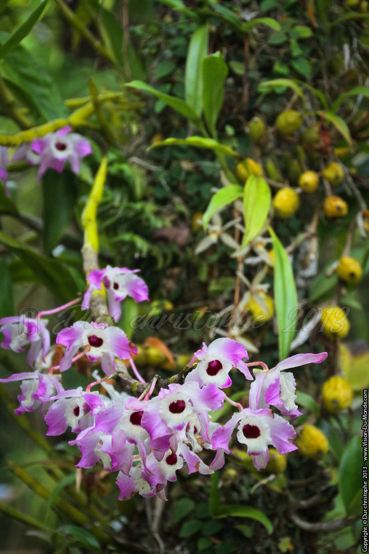 Les orchidées - La maison Folio - 2013