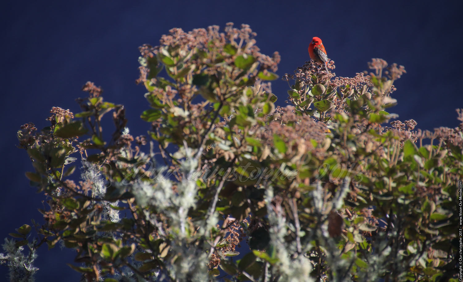 Le Cardinal - Cirque de Mafate - 2013