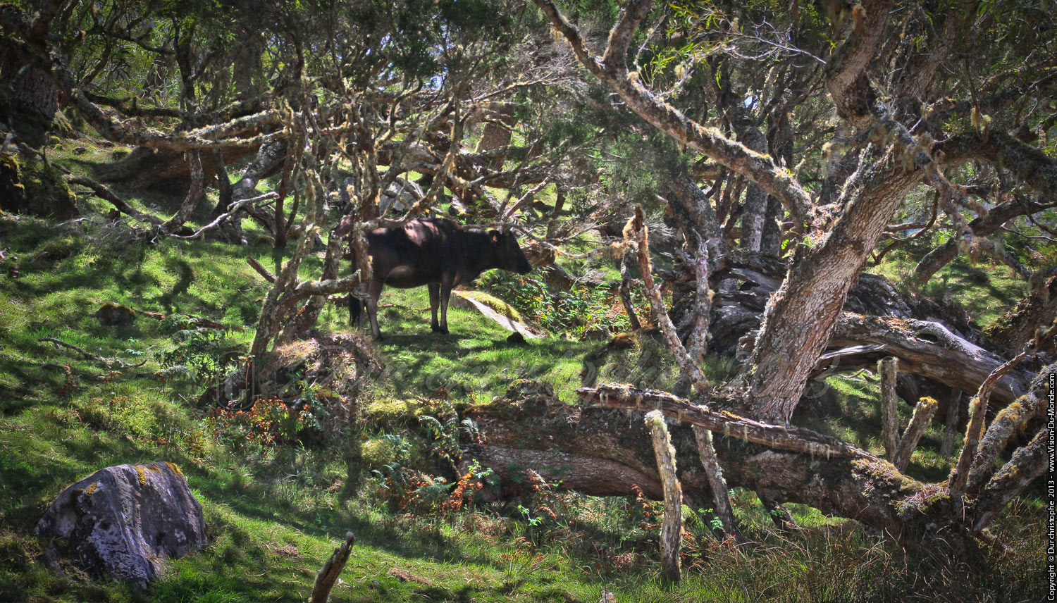 La plaine des Tamarins - Cirque de Mafate - 2013
