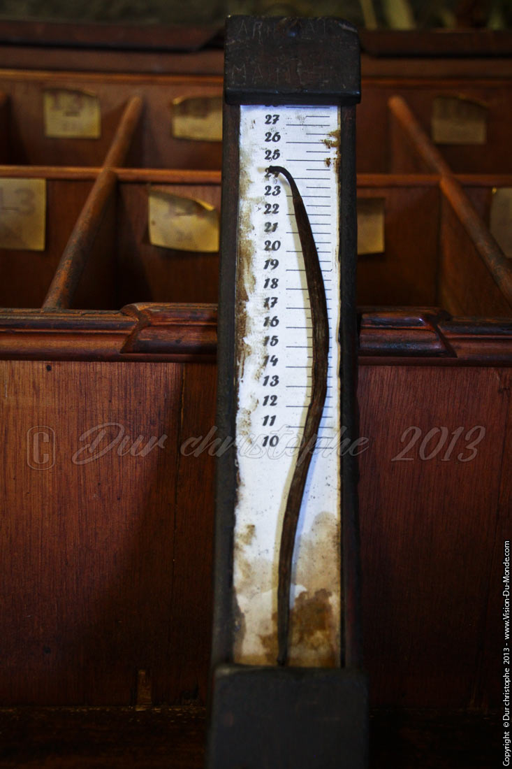 Mesure des gousses - La Vanilleraie de Sainte Suzanne - 2013