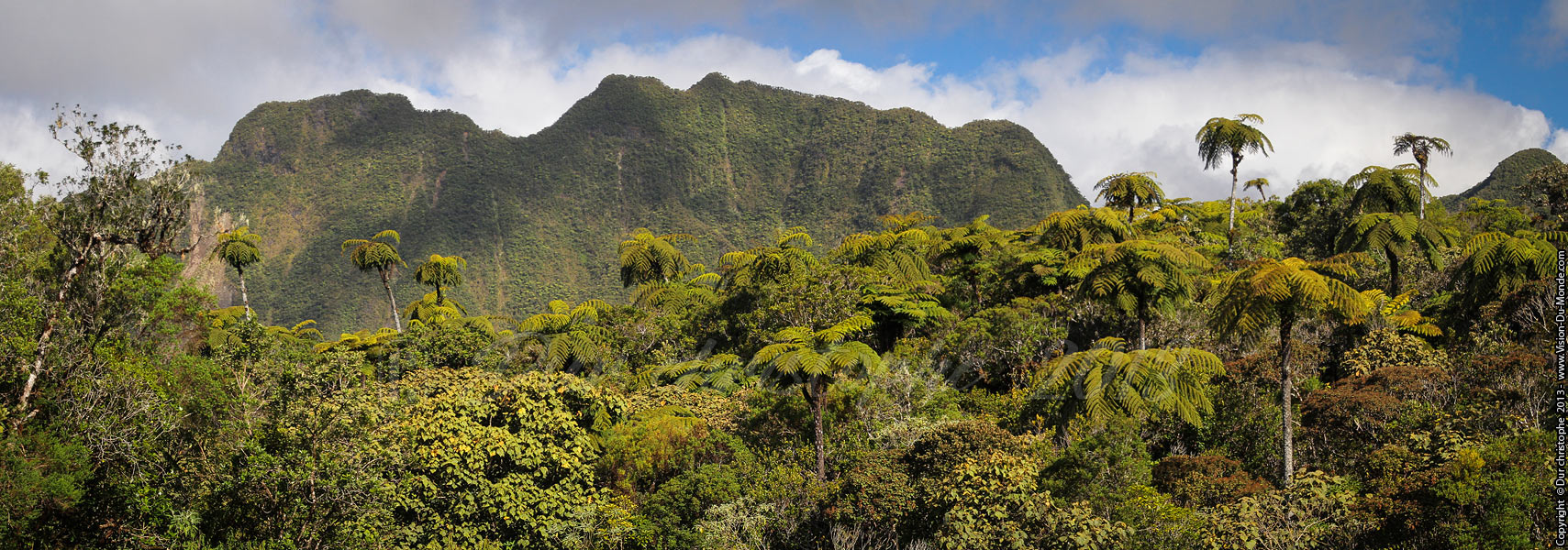 La jungle panoramique - 2013