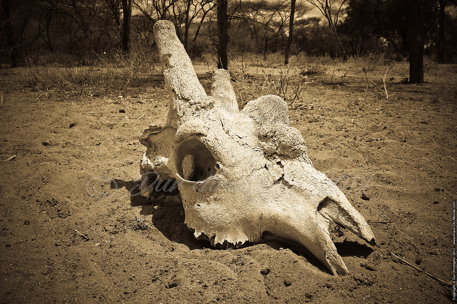 Crane de Girafe - Longido 2012