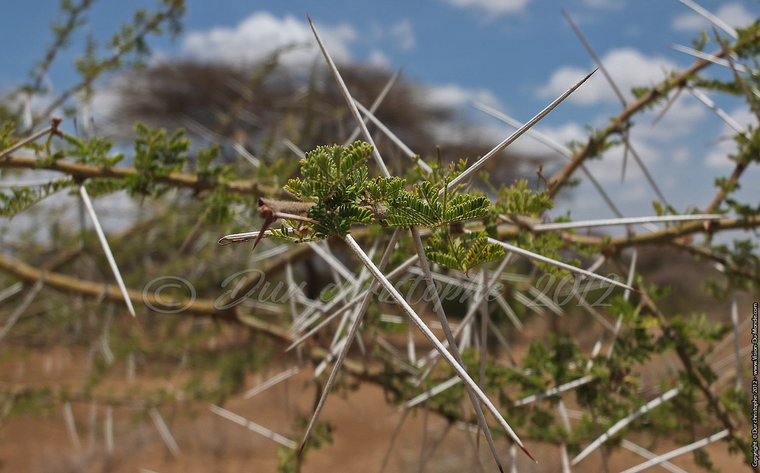 épines d'Acacia - Longido 2012