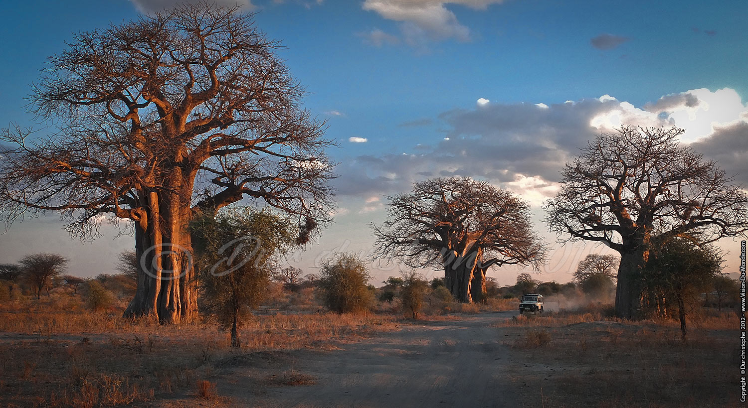 Baobabs - Tarangire National Park 2012